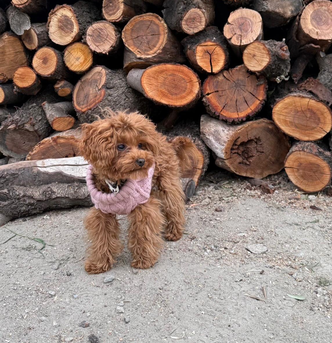 Persona abrazando a un pequeño cachorro